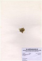 藏品(楔形仙掌藻)的圖片